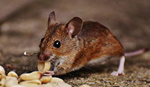 24 Hour & Emergency Exterminators in Green, OH